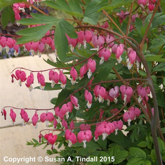 Dicentra Spectabilis Perennial Plant 2L Pot - Set of 3