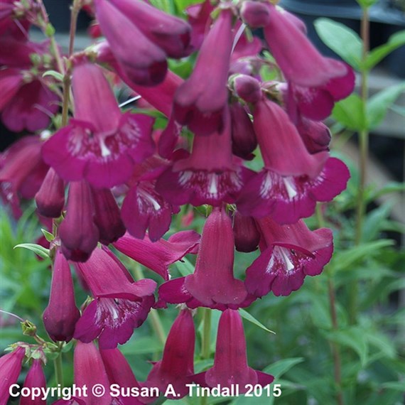 Penstemon Pensham Plum Jerkin Perennial Plant 9cm Pot - Set of 3