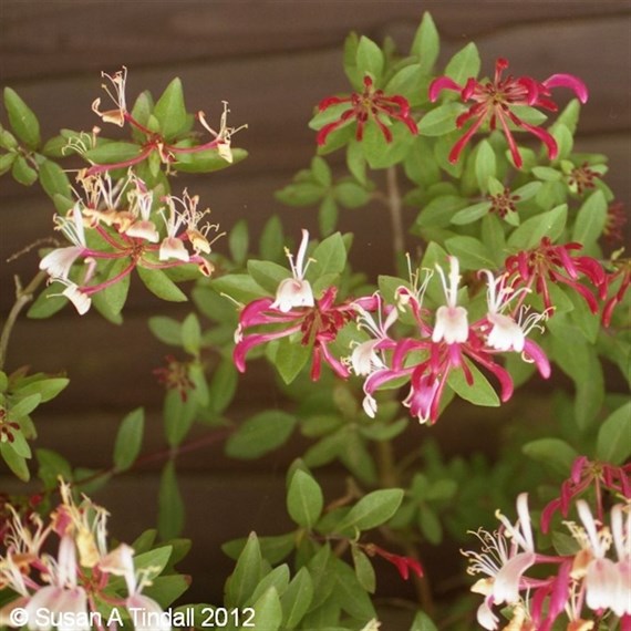 Lonicera (Honeysuckle) Belgica in a 3L Deep Pot Climber Plant