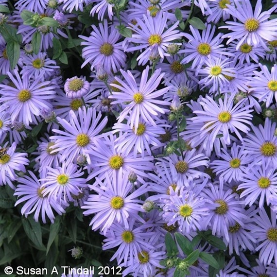 Aster Frikartii Monch Perennial Plant 2L - Set of 3