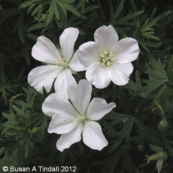 Geranium San Album Perennial Plant 9cm Pot - Set of 3