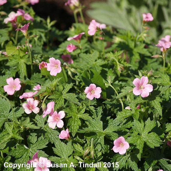 Geranium Oxo Wargrave Pink Perennial Plant 2L Pot - Set of 3