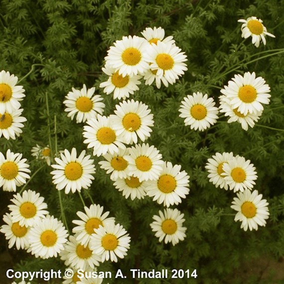 Anthemis Tin Sauce Hollandaise Perennial Plant 9cm Pot - Set of 3