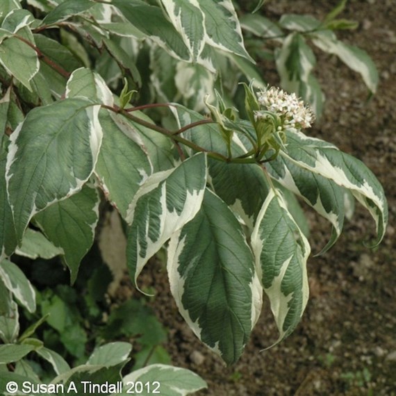 Cornus alba 'Elegantissima' - 4L Pot