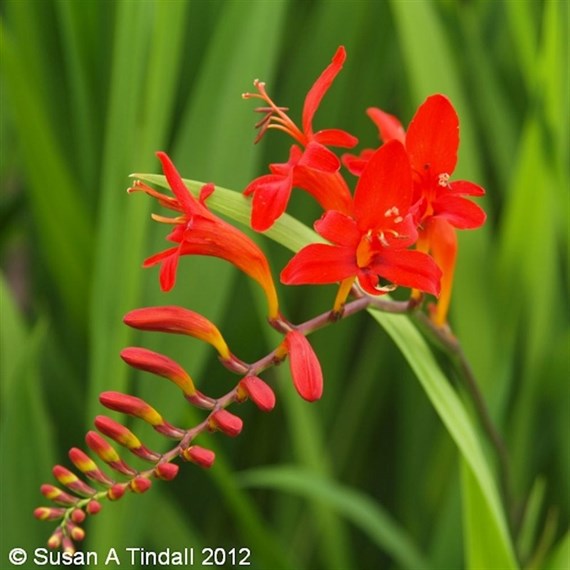 Crocosmia Lucifer Perennial Plant 9cm - Set of 3