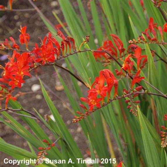 Crocosmia Lucifer Perennial Plant 2L - Set of 3