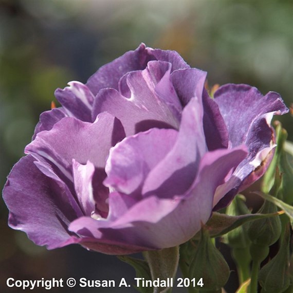 Blue For You Bush Rose Floribunda 4L Pot