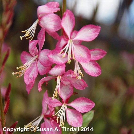 Gaura Rosy Jane Perennial Plant 9cm Pot - Set of 3