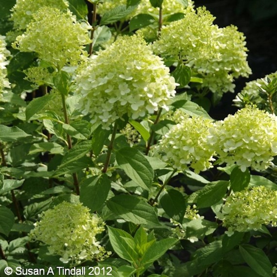 Hydrangea pan. Limelight - 3L Pot