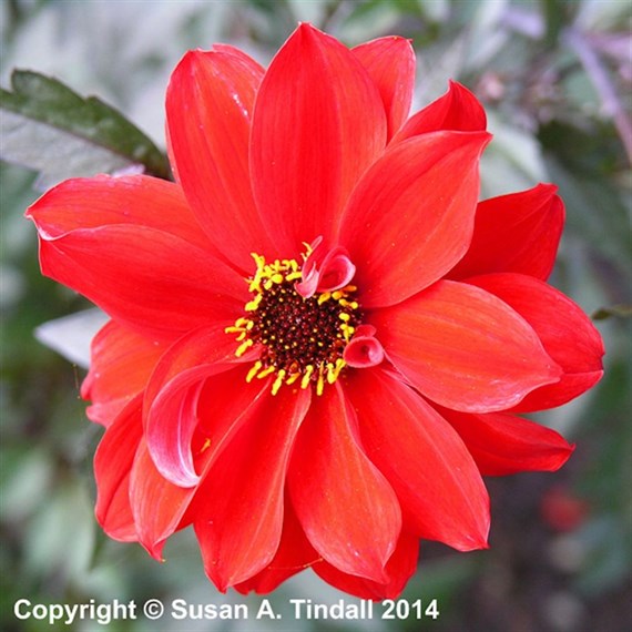 Dahlia Bishop Of Llandaff Perennial Plant 2L Pot - Set of 3
