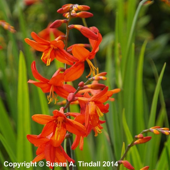 Crocosmia Babylon Perennial Plant 2L Pot - Set of 3