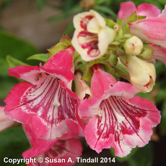 Penstemon Strawberries And Cream Perennial Plant 9cm Pot - Set of 3