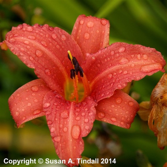 Hemerocallis Pink Damask Perennial Plant 2L Pot - Set of 3