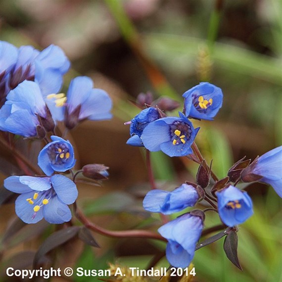 Polemonium Heaven Scent Perennial Plant 2L Pot - Set of 3