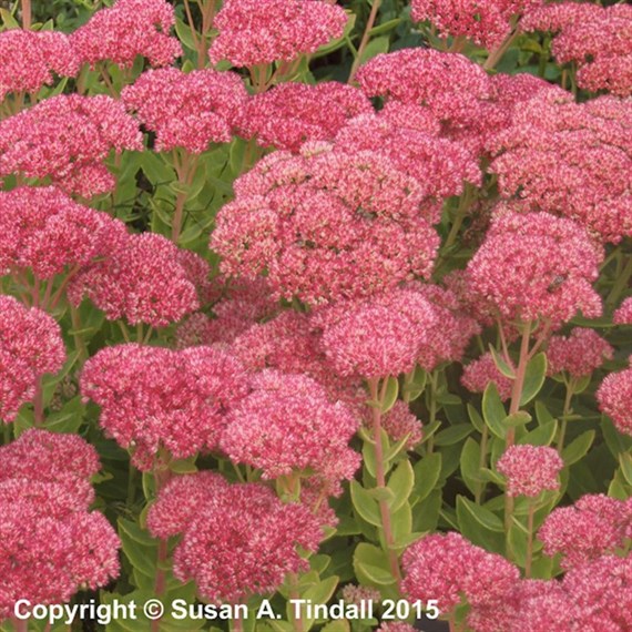 Sedum Autumn Joy Perennial Plant 2L Pot - Set of 3