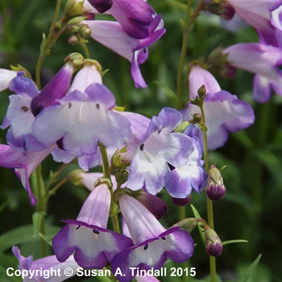 Penstemon Pensham Czar Perennial Plant 9cm Pot - Set of 3