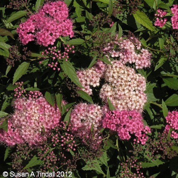 Spiraea 'Shirobana' - 4L Pot