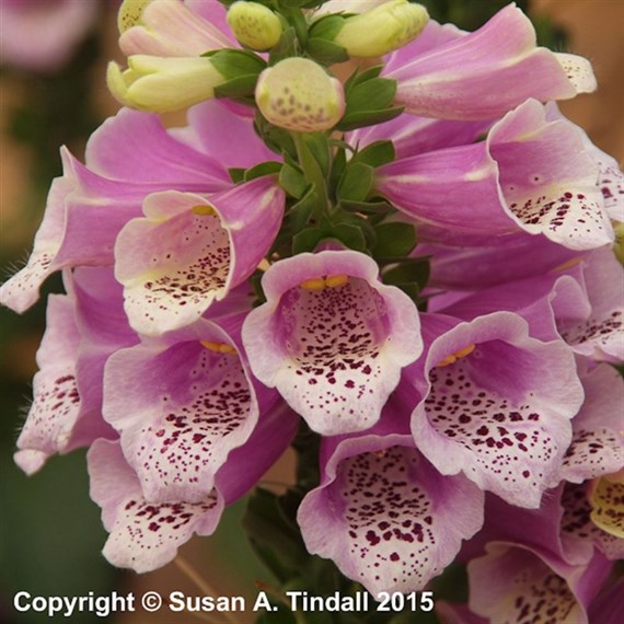 Digitalis Dalmation Rose Perennial Plant 2L Pot - Set of 3