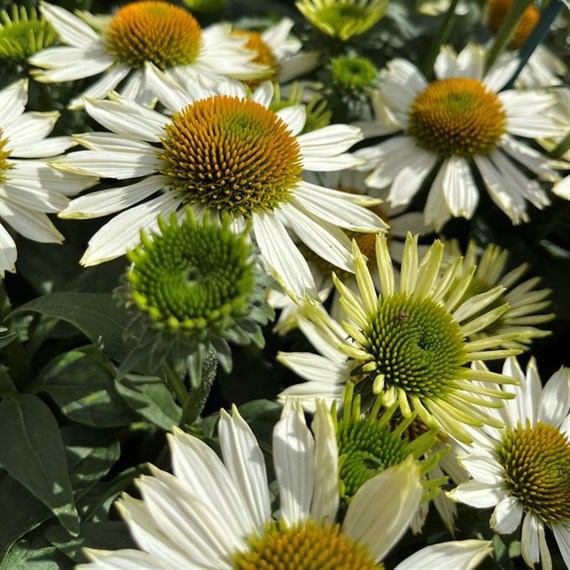 Echinacea Pow Wow White Perennial Plant 9cm Pot - Set of 3