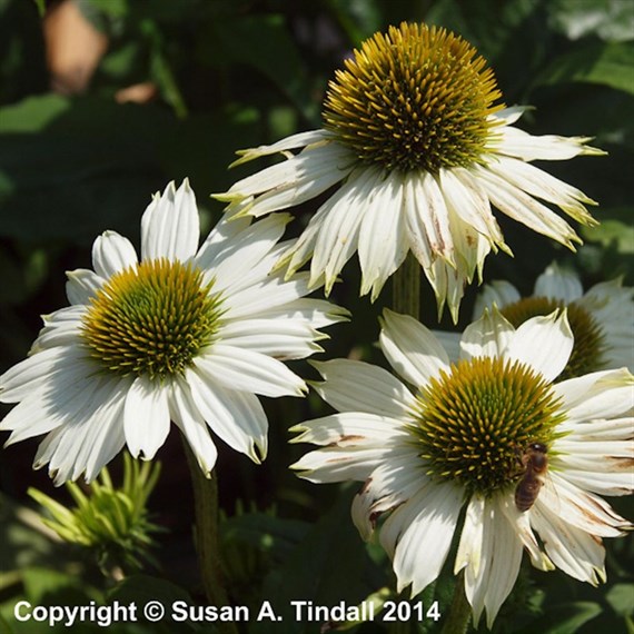 Echinacea Pow Wow White Perennial Plant 2L Pot - Set of 3