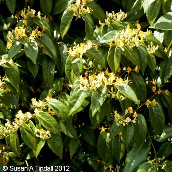 Lonicera henryii 4L