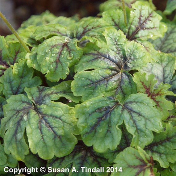 Heucherella Tapestry Perennial Plant 9cm Pot - Set of 3