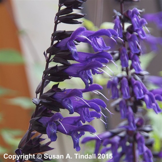 Salvia Amistad Perennial Plant 9cm - Set of 3