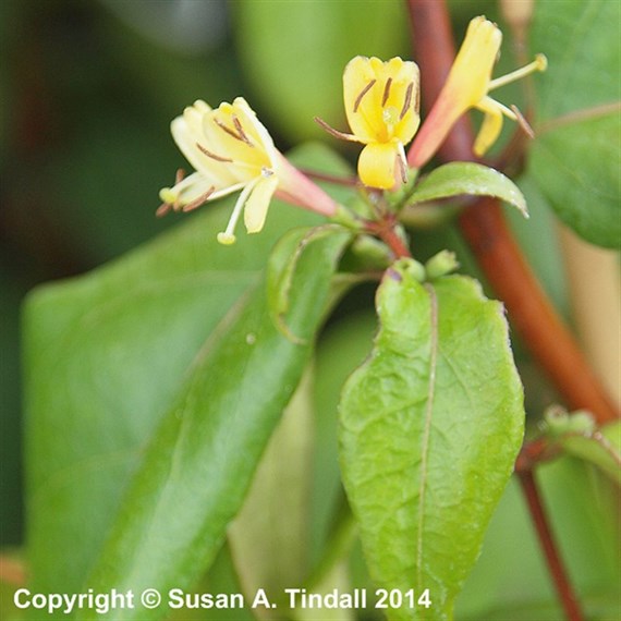 Lonicera Copper Beauty in a 3L Deep Pot Climber Plant