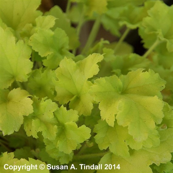 Heuchera Lime Marmalade Perennial Plant 2L Pot - Set of 3