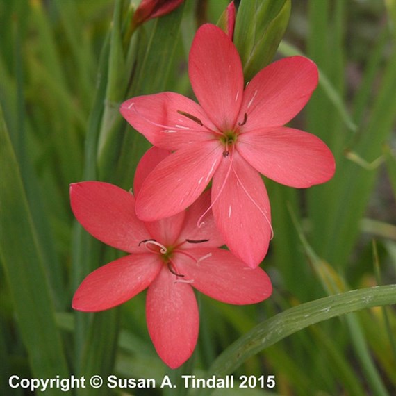 Schizostylis Coc. Major Perennial Plant 2L - Set of 3