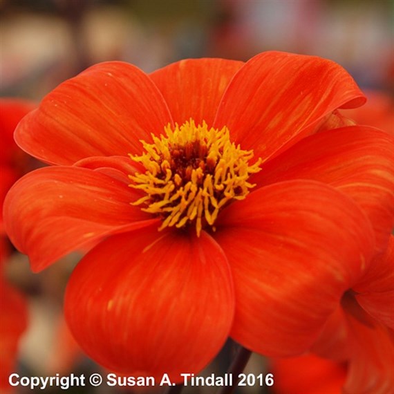 Dahlia Bishop Of Oxford Perennial Plant 2L Pot - Set of 3