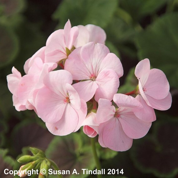 Geranium Bullseye Mixed 6 Pack Boxed Bedding