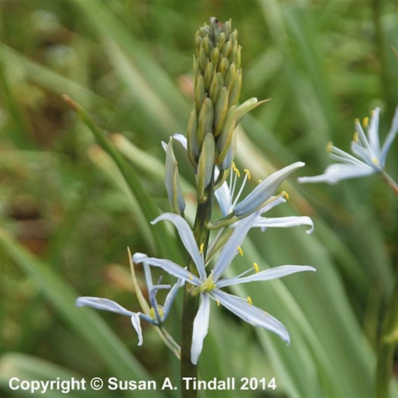 Camassia Quamash Perennial Plant 2L Pot - Set of 3