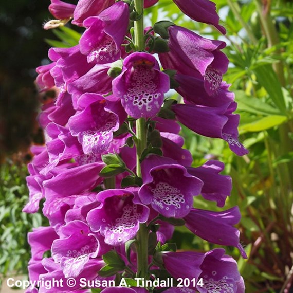 Digitalis Dalmation Purple Perennial Plant 2L Pot - Set of 3