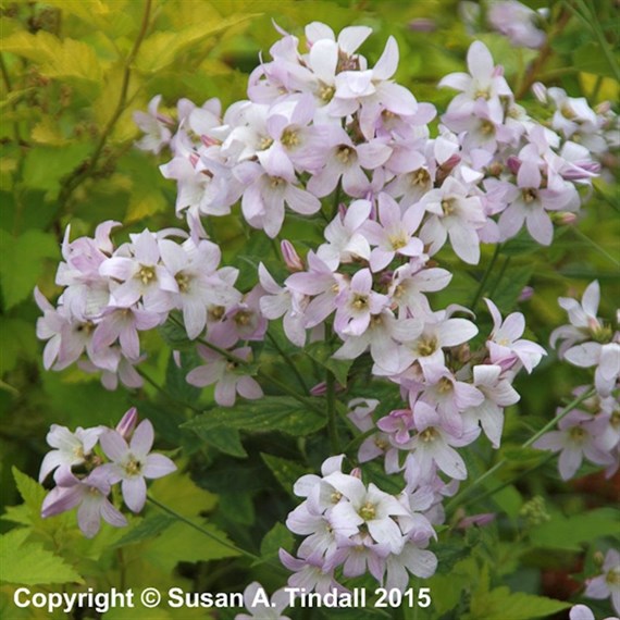 Campanula Lac Loddon Anna Perennial Plant 9cm - Set of 3