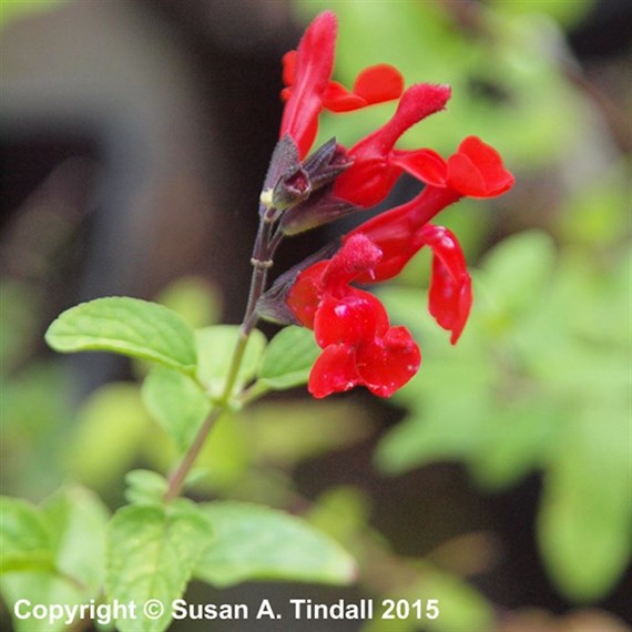 Salvia Greggii Royal Bumble Perennial Plant 2L - Set of 3