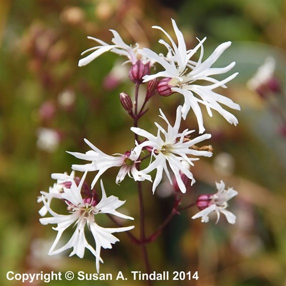 Lychnis Flos-Cuculi White Robin Perennial Plant 9cm Pot - Set of 3