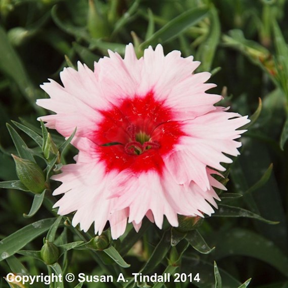 Dianthus Strawberry Parfait 6 Pack Boxed Bedding