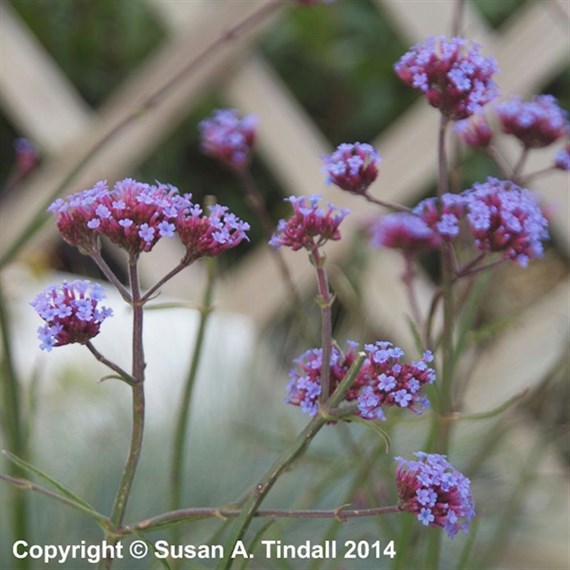 Verbena bonariensis Lollipop Perennial Plant 9cm Pot - Set of 3