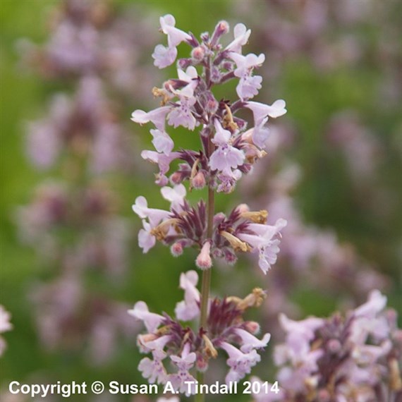 Nepeta Amelia Perennial Plant 9cm Pot - Set of 3