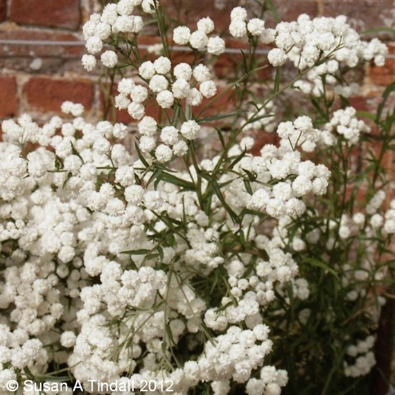 Achillea The Pearl Perennial Plant 9cm Pot - Set of 3