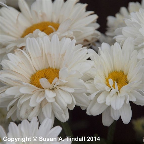 Leucanthemum Victorian Secret Perennial Plant 2L Pot - Set of 3