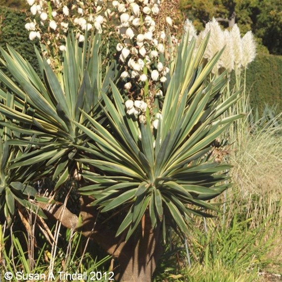 Yucca gloriosa Variegata Shrub