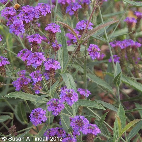 Verbena Rigida Perennial Plant 2L Pot - Set of 3