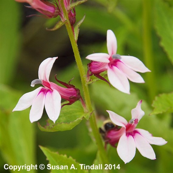 Lobelia Compton Pink Perennial Plant 2L Pot - Set of 3