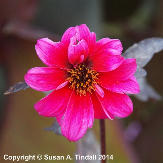 Dahlia Bishop Of Canterbury Perennial Plant 2L - Set of 3