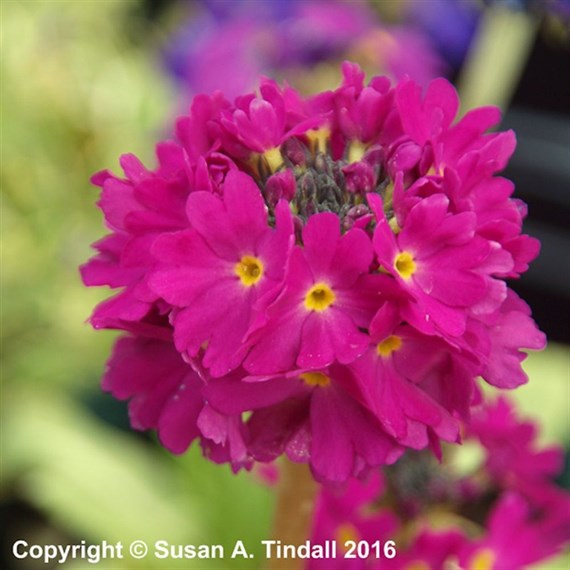 Primula Denticulata Ruby Perennial Plant 9cm Pot - Set of 3