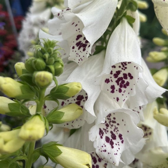 Digitalis Dalmation White Perennial Plant 9cm Pot - Set of 3