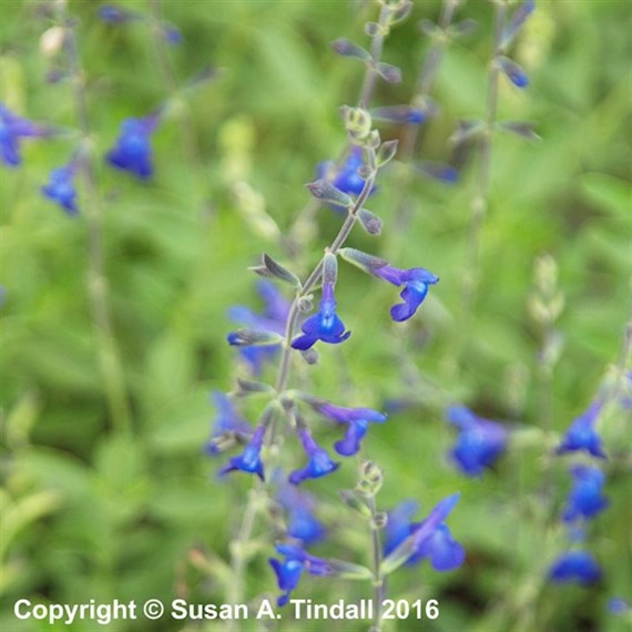 Salvia Violin Music Perennial Plant 2L - Set of 3