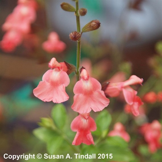 Salvia Greggii Salmon Dance Perennial Plant 9cm Pot - Set of 3